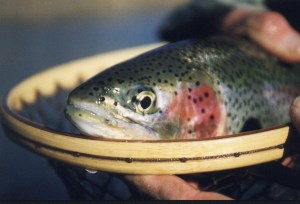 Hatchery Rainbow