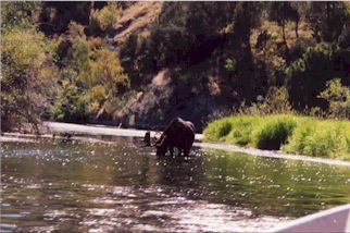 Moose on the South Fork